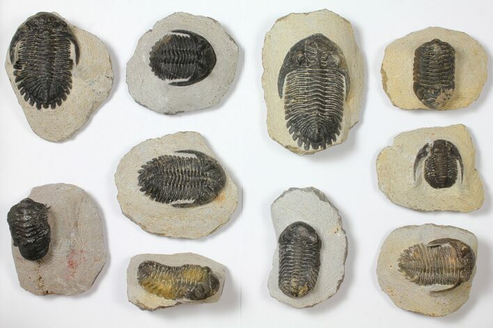 Lot: Assorted Devonian Trilobites - Pieces #119938